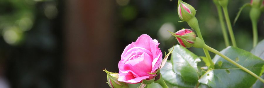Johann Philipp Bronner-Rose wieder im PZN-Blumenladen „Thea“ erhältlich
